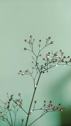 a plant with tiny flowers on it in front of a blue wall and green background