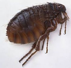 a bed bug on a white background with no image to describe, it's brown