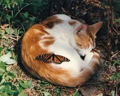 an orange and white cat laying on the ground with a butterfly on it's back