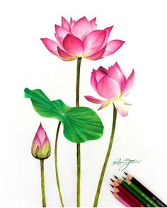 a drawing of three pink flowers with green leaves and two pencils next to it