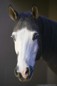 a black and white horse is looking at the camera while it's close up