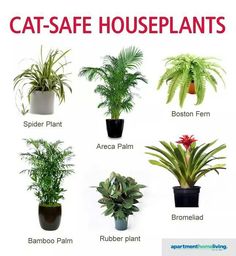 there are many different types of plants in the pot on this page, and each one has its own name