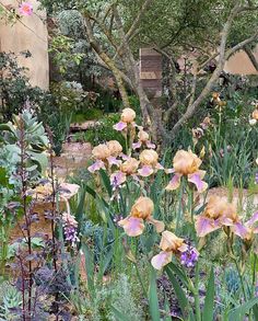 the garden is full of colorful flowers and plants, including purple irises in bloom