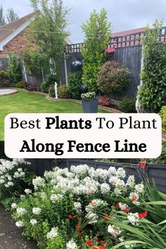 the best plants to plant along fence line in front of a house with text overlay that reads best plants to plant along fence line