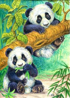 two panda bears sitting on top of a tree branch with bamboo in their paws and eating