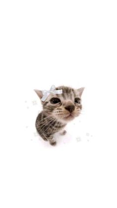 a kitten with a bow on its head looking up at the camera while standing in front of a white background