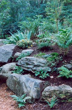 some very pretty rocks and plants in the woods