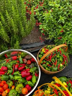 several bowls filled with different types of peppers in the ground next to bushes and plants