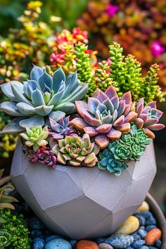 there is a potted plant with succulents in it