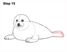 a step by step drawing of a seal on white paper with the title, how to draw