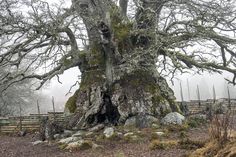 an old tree with moss growing on it