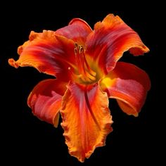 an orange and yellow flower on a black background