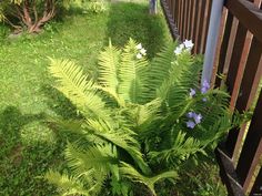 a plant in the grass near a fence