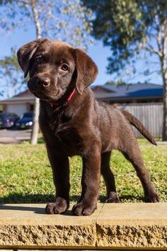 a brown dog standing on top of a cement block