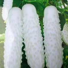 four white flowers with green leaves in the background