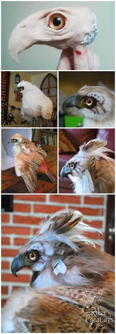 several pictures of different birds with their beaks open and eyes wide open, including an eagle's head