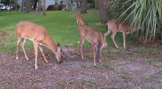 three deer grazing on grass in front of a house