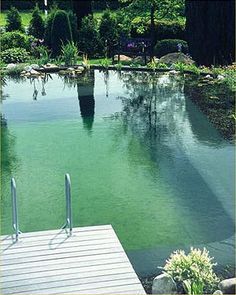 the water is green and there are steps leading up to it that lead down into the pond