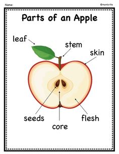 parts of an apple labeled in the words and their corresponding parts are shown on this poster