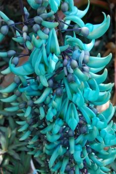 a bunch of blue bananas hanging from a tree