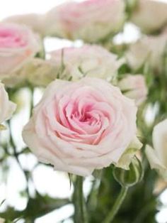 pink and white roses are in a vase