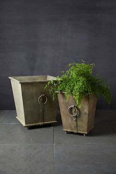 two potted plants sitting next to each other