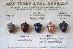 there are five acorns on the table with their names in english and spanish