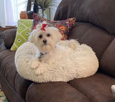 a small white dog sitting on top of a couch