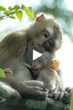 a baby monkey cuddles with its mother on a tree branch