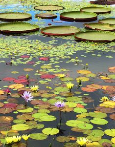 water lilies are blooming in the pond