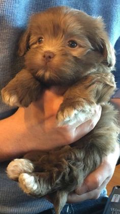 a person holding a puppy in their arms