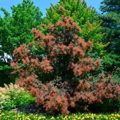 a tree in the middle of a flower garden