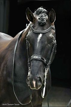 The triple World Champion established a “new type” of dressage horse, with long legs, ample size and powerful movement. Chihuahua Photography, Danish Warmblood, Warmblood Stallion, Horse Braiding, Head Portrait, Most Beautiful Horses, Dressage Horses, Majestic Horse, Bridles