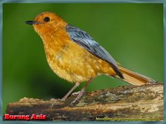 a small orange bird sitting on top of a tree branch in front of a green background