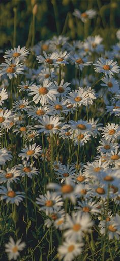 many white daisies are growing in the field