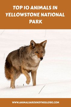 a wolf walking in the snow with text overlaying top 10 animals in yellowstone national park