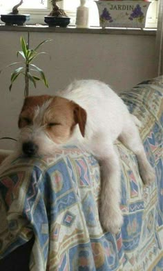 a dog sleeping on top of a couch next to a potted plant