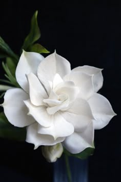 a white flower is in a glass vase