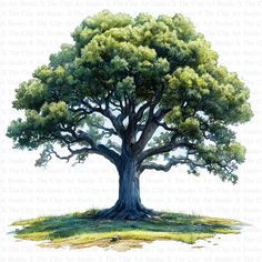 an illustration of a large tree with green leaves