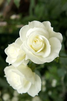 two white roses with green leaves in the background