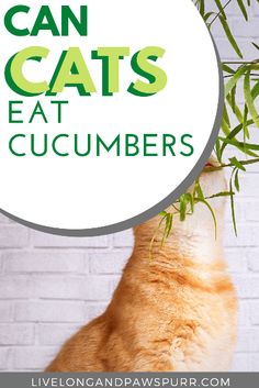 an orange and white cat with the words can cats eat cucumbers on it