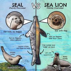 the differences between seal and sea lion