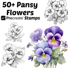 50 + pansy flowers procreate stamps