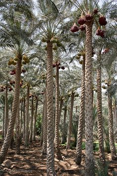 the palm trees are very tall and full of fruit