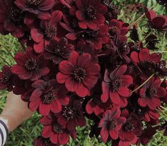 a bunch of red flowers in someone's hand on the ground with green grass