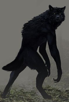 a black wolf standing on its hind legs in the fog