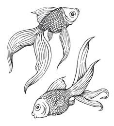 two goldfish swimming side by side in black and white ink on a white background