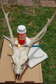 a deer skull with antlers and a jar of paint sitting on top of it