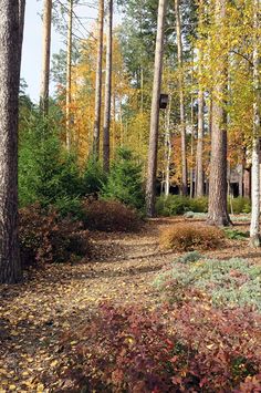 a wooded area with lots of trees and leaves on the ground in front of it