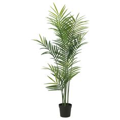 a plant in a black pot on a white background